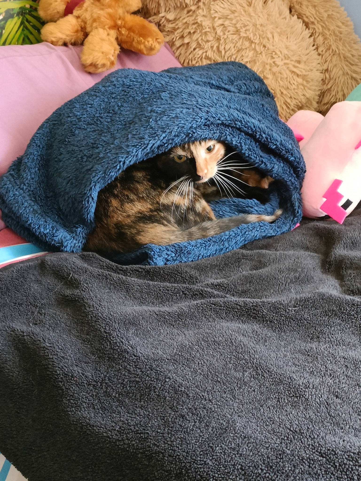 Callie joined the competition — help win amazing prizes! bedding, cap, carnivore, cat, comfort, domestic_short_haired_cat, felidae, fur, grey, hat, linens, pattern, small_to_medium_sized_cats, teddy_bear, textile, thread, toy, whiskers, wool, woolen