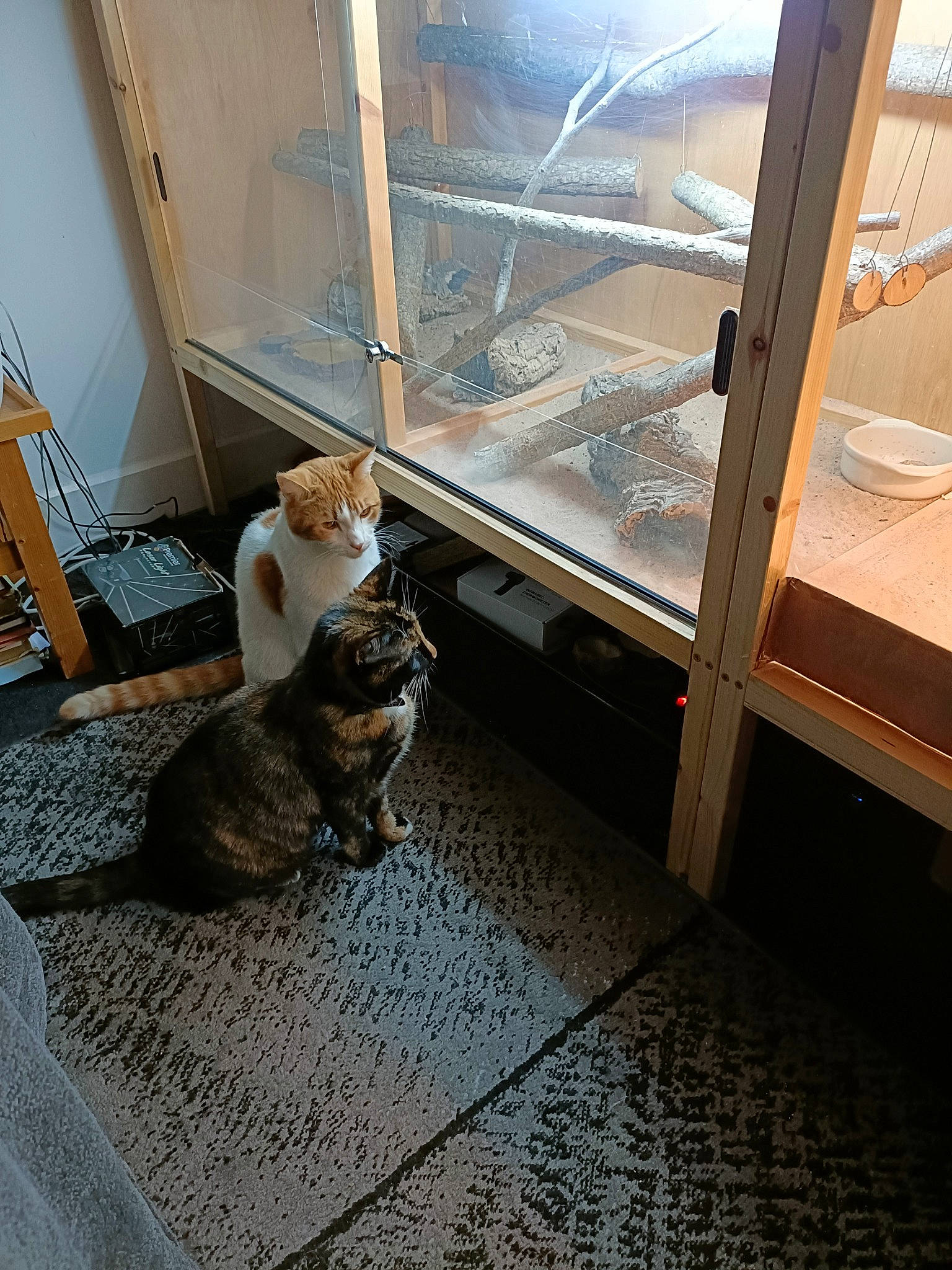 Callie joined the competition — help win amazing prizes! brown, carnivore, carpet, cat, comfort, domestic_short_haired_cat, felidae, floor, flooring, fur, glass, hardwood, metal, room, shade, small_to_medium_sized_cats, tail, whiskers, window, wood