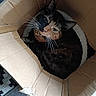 Callie joined the competition — help win amazing prizes! animal, box, calico_cat, cardboard_box, cat, close_up, comfortable, cozy, curious, curled_up, cute, domestic_animal, feline, fur, indoor, looking_up, pet, resting, soft, whiskers