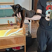 Loki joined the competition — help win amazing prizes! cat, black_cat, person, holding, indoor, furniture, wooden_cabinet, books, shelf, floor, carpet, clothing, shirt, pants, hand, animal, pet, living_room, decor, collar