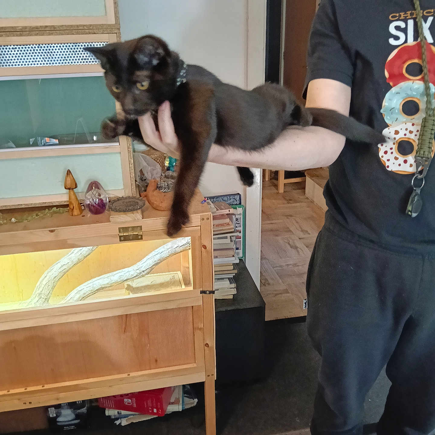 Loki joined the competition — help win amazing prizes! cat, black_cat, person, holding, indoor, furniture, wooden_cabinet, books, shelf, floor, carpet, clothing, shirt, pants, hand, animal, pet, living_room, decor, collar