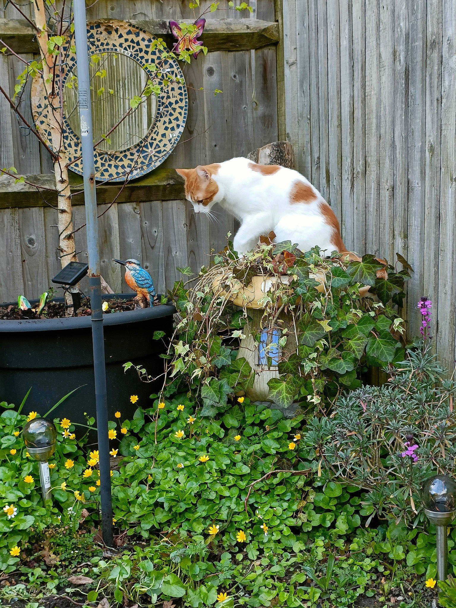 Mr Bosley joined the competition — help win amazing prizes! annual_plant, botany, building, carnivore, facade, felidae, flower, flowerpot, garden, grass, groundcover, house, landscaping, lawn_ornament, plant, shrub, tail, tree, window, wood