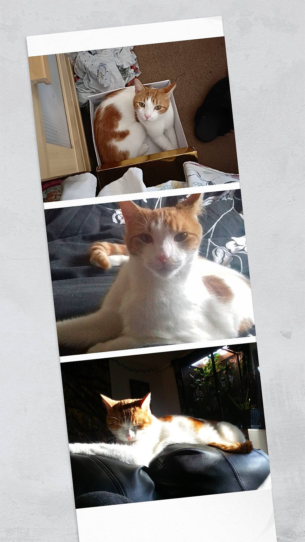 Mr Bosley is registered to the contest to win money with this photo: art, carnivore, cat, comfort, domestic_short_haired_cat, fawn, felidae, fur, light, linens, mammal, paw, photo_caption, pillow, rectangle, room, small_to_medium_sized_cats, tail, whiskers, white