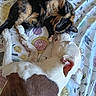 Axel is registered to the contest to win money with this photo: animal, bed, blanket, calico_cat, cat, closeup, cozy, cute, dog, domestic, friendship, fur, indoor, laying, patterned, pet, resting, sleeping, snuggling, white_dog