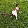 animal, brown_and_white, canine, daylight, dog, ears, field, four_legs, grass, happy, mouth, muzzle, nature, outdoor, pet, play, playful, stick, tail_up, tongue_out