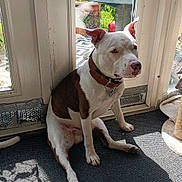 Axel joined the competition — help win amazing prizes! dog, brown_and_white, sitting, collar, indoor, mat, glass_door, garden, plants, sunlight, shadow, floor, pet, domestic_animal, looking_away, quiet, calm, home, daylight, relaxed