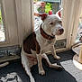 dog, brown_and_white, sitting, collar, indoor, mat, glass_door, garden, plants, sunlight, shadow, floor, pet, domestic_animal, looking_away, quiet, calm, home, daylight, relaxed