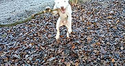 Axel joined the competition — help win amazing prizes! animal, blurry, canine, daylight, dog, energetic, forest, ground, jumping, leaves, motion, muddy, nature, outdoor, path, playful, stick, tree, white_dog, woods