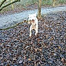 animal, blurry, canine, daylight, dog, energetic, forest, ground, jumping, leaves, motion, muddy, nature, outdoor, path, playful, stick, tree, white_dog, woods