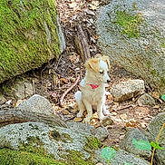 Betty White is registered to the contest to win money with this photo: animal, canine, collar, curious, dog, forest, ground, leaves, moss, nature, outdoor, pink, plant, puppy, rocks, sitting, small_dog, sunlight, wildlife, woodland