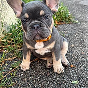 Aïko a rejoint le concours — aidez-le/la à gagner de superbes lots ! puppy, dog, french_bulldog, outdoor, pavement, grass, greenery, young, pet, animal, ears, collar, cute, sitting, small, closeup, nature, adorable, portrait, canine
