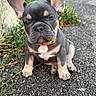 puppy, dog, french_bulldog, outdoor, pavement, grass, greenery, young, pet, animal, ears, collar, cute, sitting, small, closeup, nature, adorable, portrait, canine