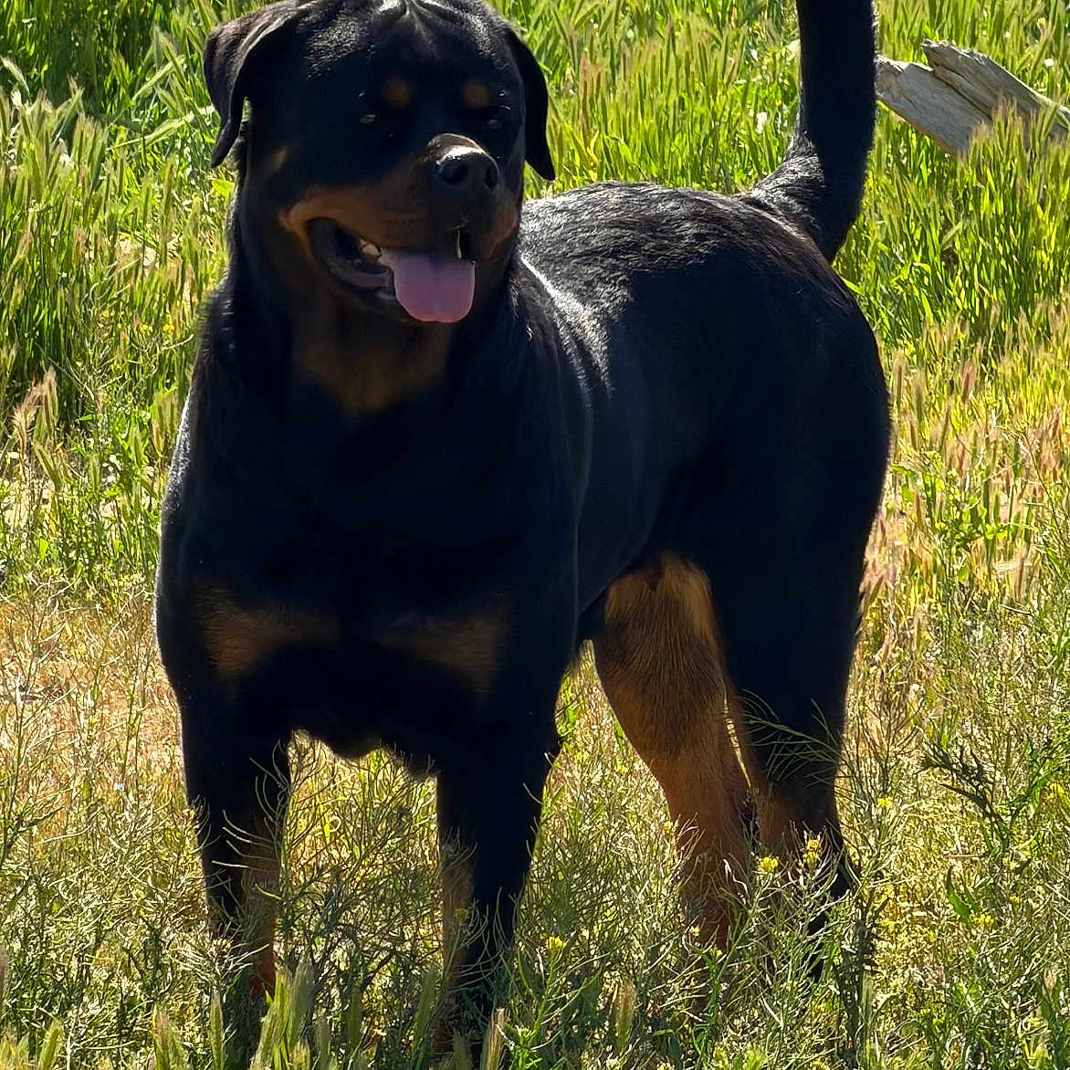 Zoey is registered to the contest to win money with this photo: rottweiler, dog, canine, grass, field, outdoor, sunlight, nature, pet, animal, tongue_out, tail, standing, happy, greenery, fence, summer, daytime, mammal, portrait
