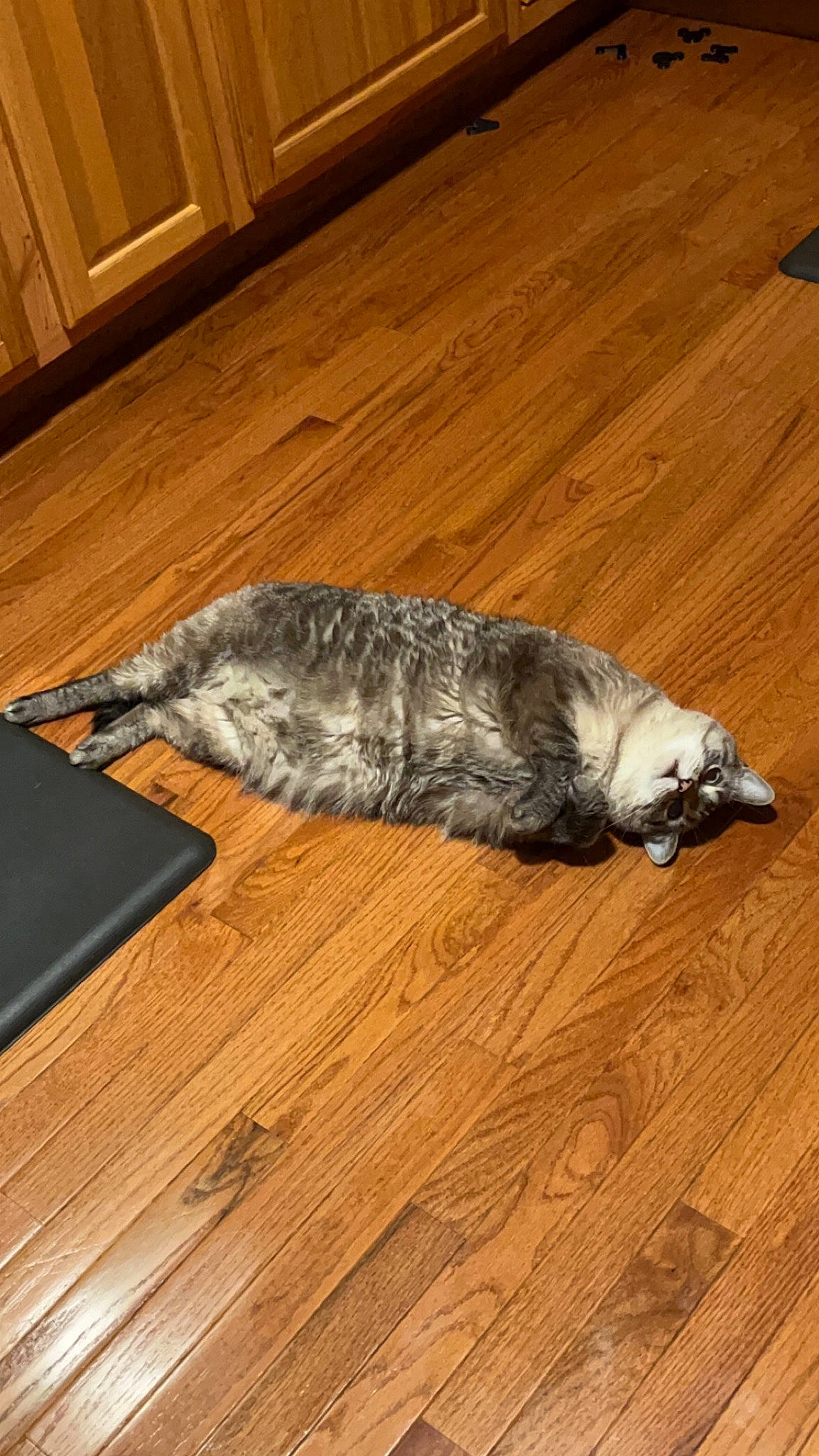 Enzo joined the competition — help win amazing prizes! carnivore, companion_dog, dog, dog_breed, felidae, floor, flooring, fur, hardwood, laminate_flooring, plank, plywood, small_to_medium_sized_cats, sporting_group, tail, varnish, whiskers, wood, wood_flooring, wood_stain