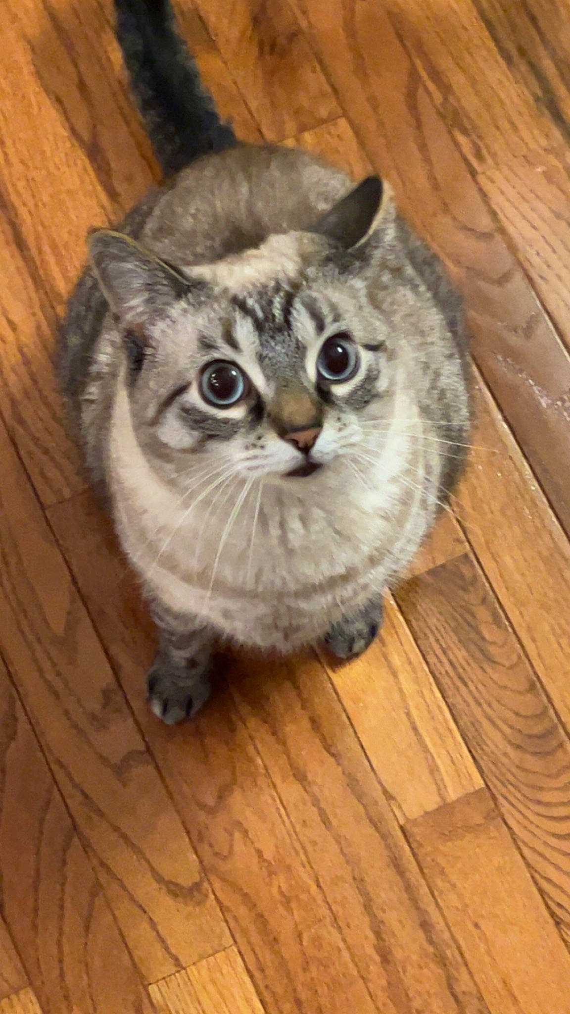 Enzo is registered to the contest to win money with this photo: carnivore, cat, domestic_short_haired_cat, felidae, flooring, fur, grey, hardwood, laminate_flooring, paw, plank, small_to_medium_sized_cats, snout, tail, terrestrial_animal, varnish, whiskers, wood, wood_flooring, wood_stain