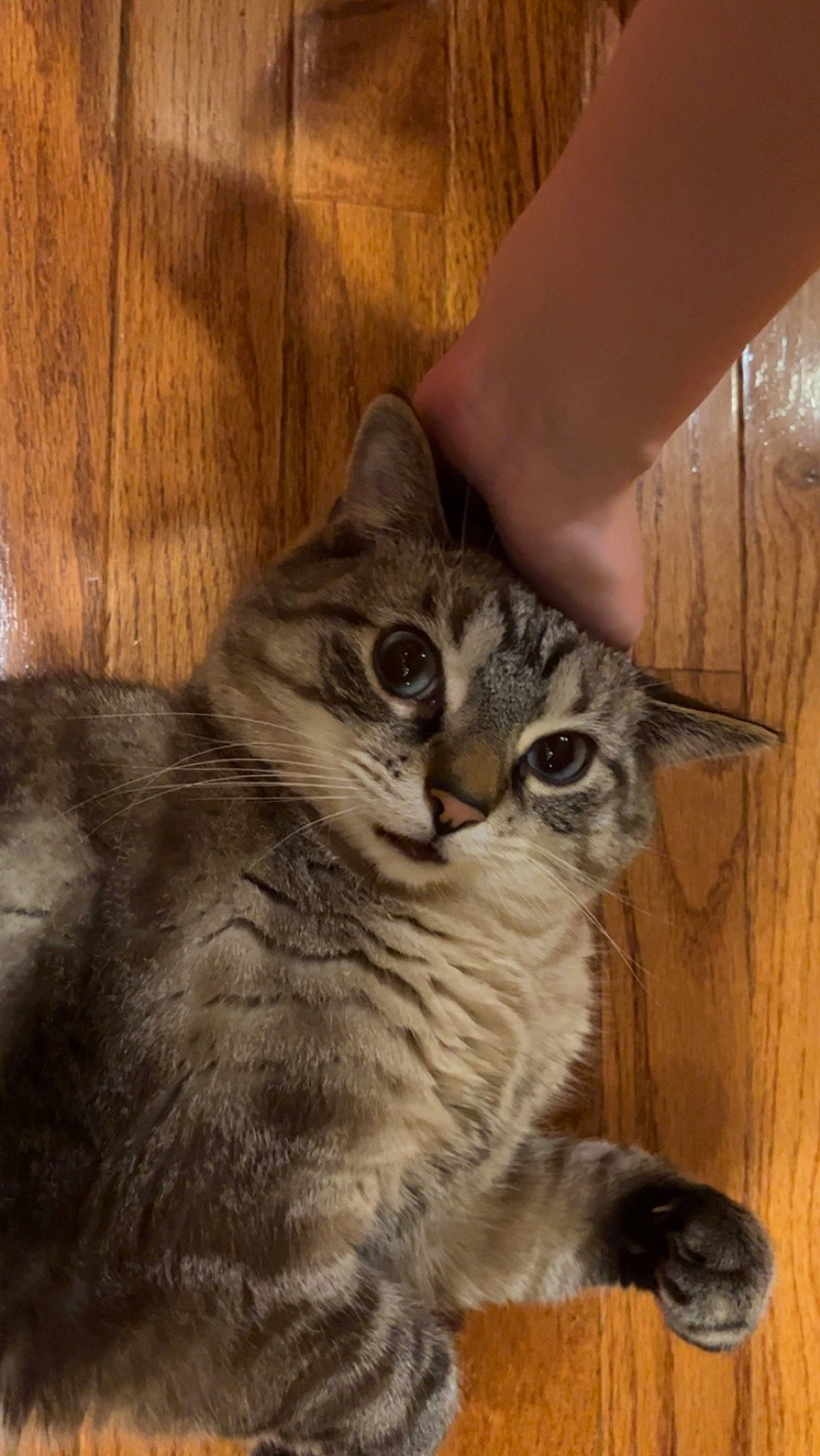 Enzo is registered to the contest to win money with this photo: carnivore, cat, claw, domestic_short_haired_cat, felidae, fur, paw, photo_caption, small_to_medium_sized_cats, snout, tail, terrestrial_animal, whiskers, wildlife, wood