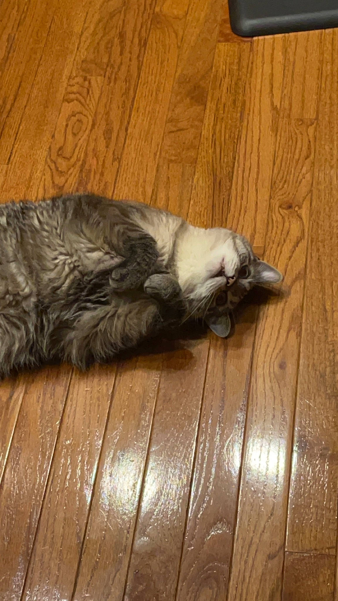 Enzo joined the competition — help win amazing prizes! brown, carnivore, cat, companion_dog, dog_breed, domestic_short_haired_cat, felidae, flooring, fur, hardwood, laminate_flooring, paw, plank, small_to_medium_sized_cats, tail, varnish, whiskers, wood, wood_flooring, wood_stain