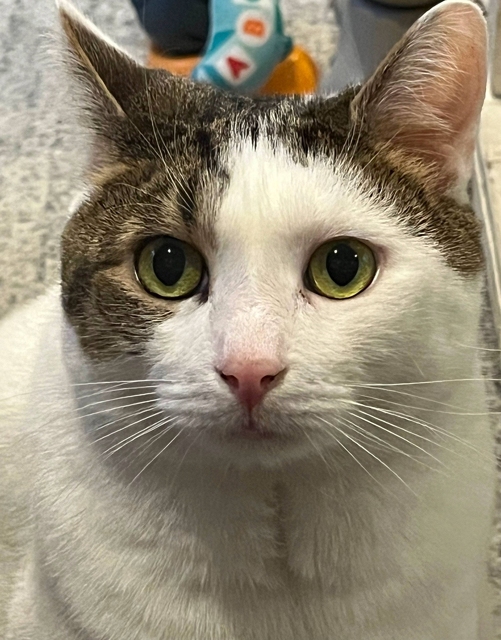 Oliver is registered to the contest to win money with this photo: carnivore, cat, close_up, domestic_short_haired_cat, felidae, fixture, fur, small_to_medium_sized_cats, snout, whiskers, window