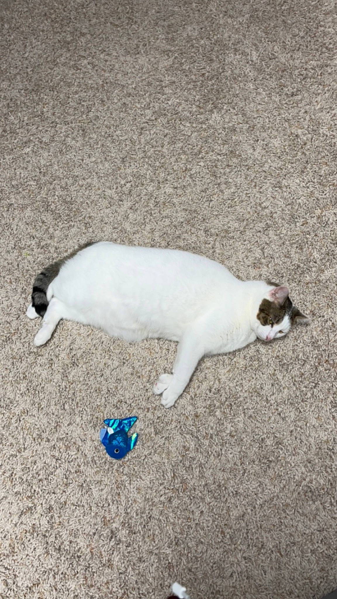 Oliver is registered to the contest to win money with this photo: asphalt, canidae, carnivore, cat, companion_dog, dog_breed, domestic_short_haired_cat, electric_blue, felidae, flooring, foot, fur, paw, road_surface, shadow, small_to_medium_sized_cats, snout, sporting_group, tail, whiskers