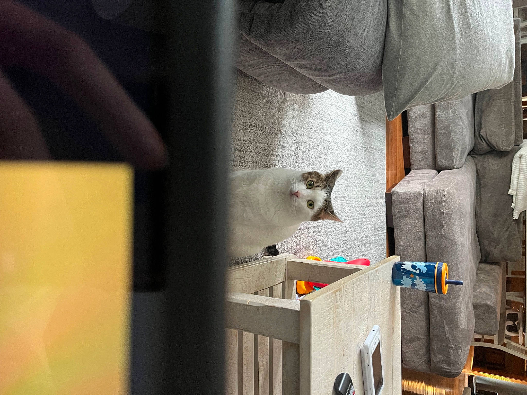 Oliver is registered to the contest to win money with this photo: automotive_tire, carnivore, cat, comfort, domestic_short_haired_cat, felidae, flooring, fur, grey, human_leg, linens, room, small_to_medium_sized_cats, tail, visual_arts, whiskers, wood