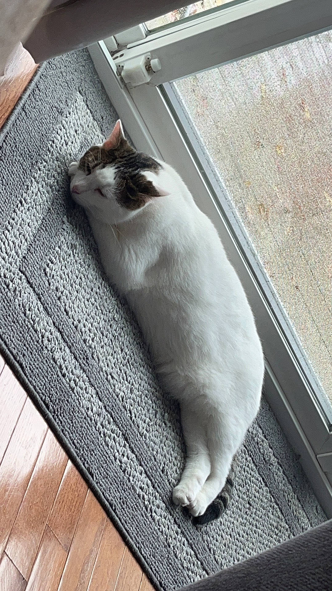 Oliver is registered to the contest to win money with this photo: carnivore, cat, comfort, domestic_short_haired_cat, felidae, flooring, fur, grey, hardwood, line, paw, rectangle, small_to_medium_sized_cats, snout, sporting_group, tail, terrestrial_animal, whiskers, wood, wood_flooring