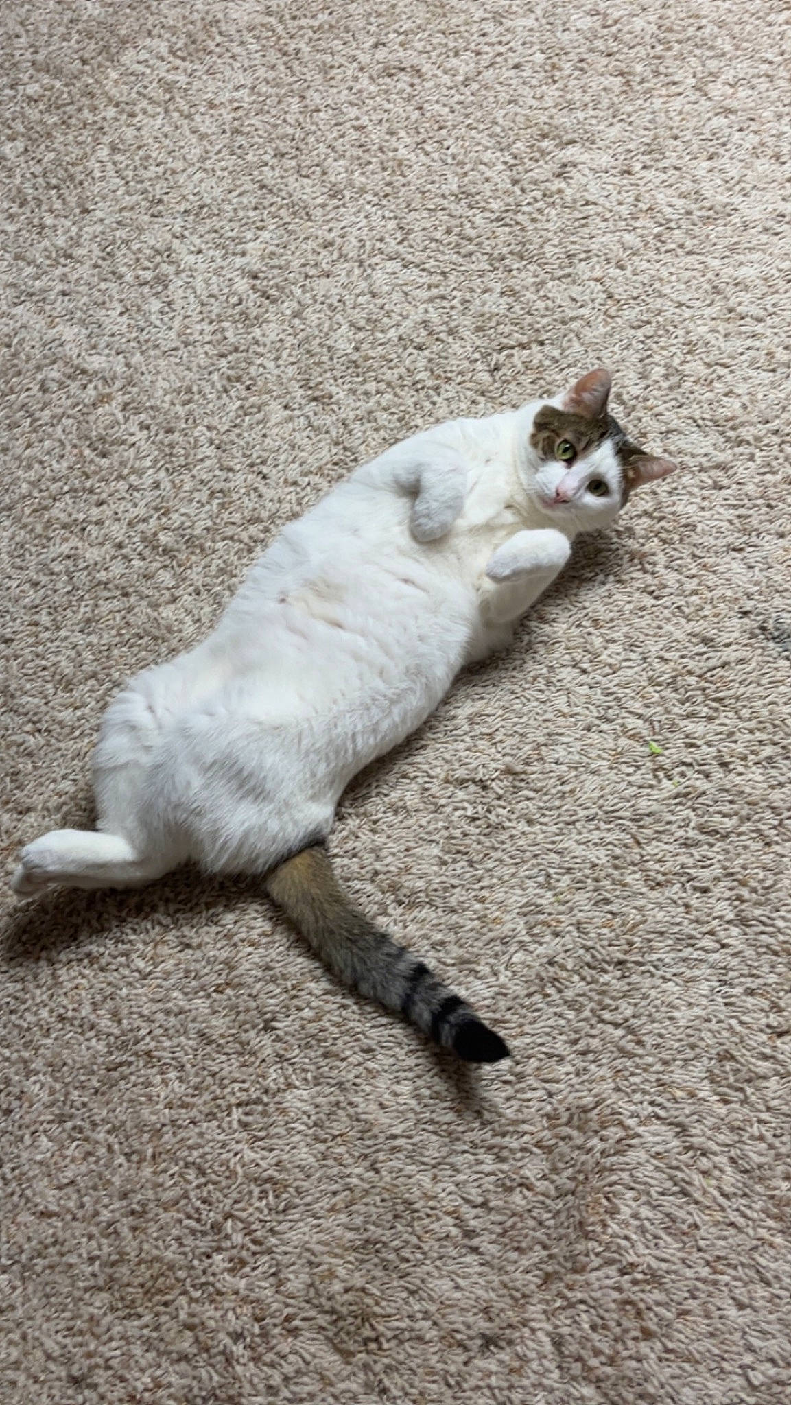 Oliver is registered to the contest to win money with this photo: asphalt, canidae, carnivore, cat, claw, dog_breed, domestic_short_haired_cat, fawn, felidae, foot, fur, grey, human_leg, paw, road_surface, shadow, small_to_medium_sized_cats, tail, terrestrial_animal, whiskers