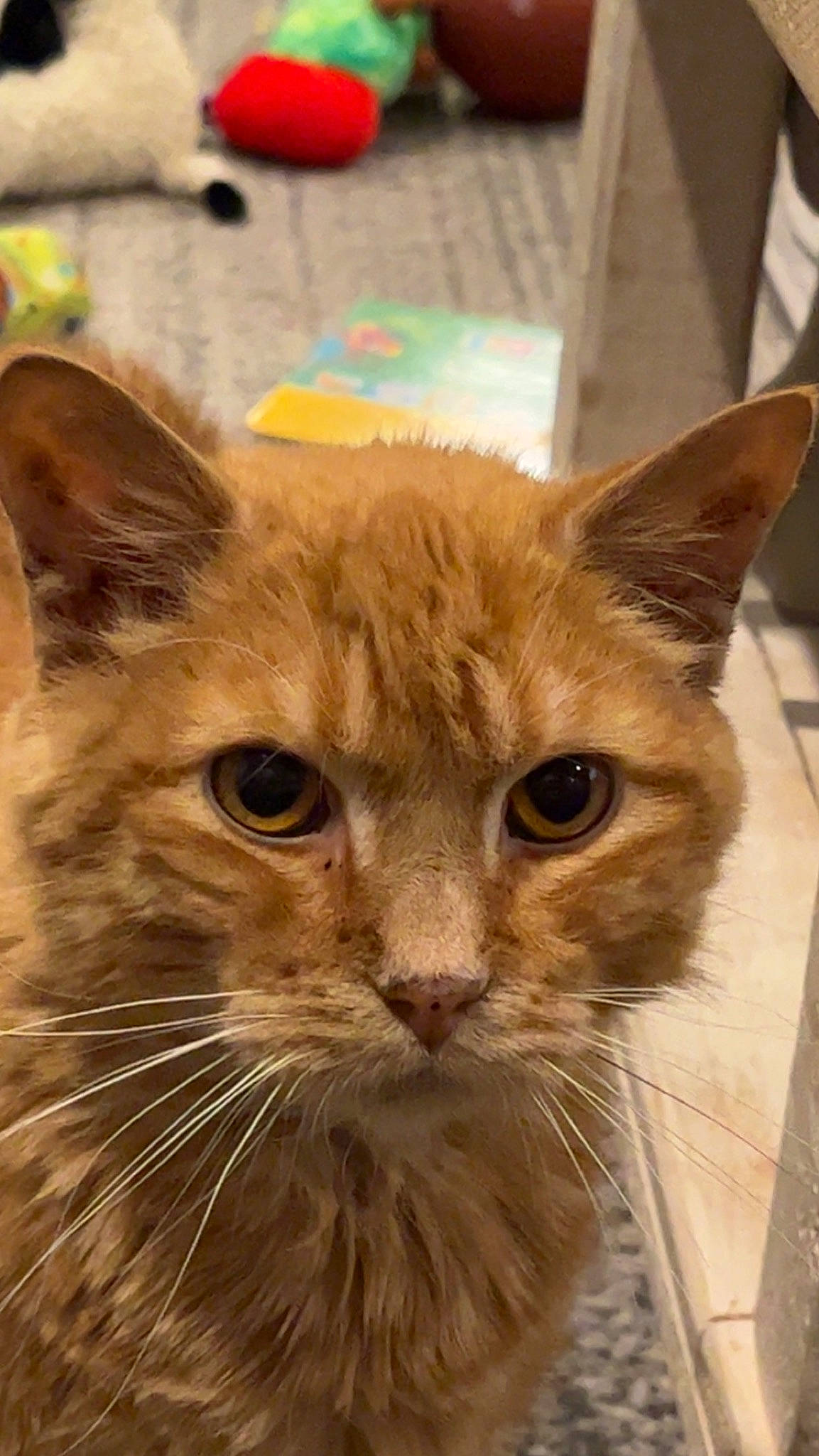 Alfie joined the competition — help win amazing prizes! carnivore, cat, domestic_short_haired_cat, eye, fawn, felidae, fur, small_to_medium_sized_cats, snout, tail, terrestrial_animal, whiskers, window, wood