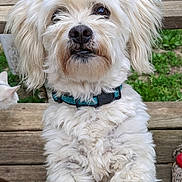 Chalko is registered to the contest to win money with this photo: animal, cat, closeup, collar, companion, curious_cat, cute, dog, domestic_animal, fluffy, fur, grass, looking_up, nature, outdoor, paw, pet, playful, white_dog, wooden_deck