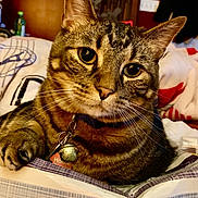 Tigger joined the competition — help win amazing prizes! cat, tabby, pet, animal, close_up, collar, bell, whiskers, paw, fur, indoor, blanket, pattern, cute, domestic, feline, portrait, relaxed, curious, eyes