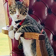 Booger is registered to the contest to win money with this photo: cat, kitten, tabby, pet, collar, indoor, chair, wood, leather, furniture, window, curious, animal, domestic, cute, whiskers, ears, paws, sitting, looking