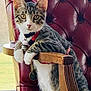 cat, kitten, tabby, pet, collar, indoor, chair, wood, leather, furniture, window, curious, animal, domestic, cute, whiskers, ears, paws, sitting, looking