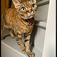 Thaïs participe au concours pour gagner de l'argent avec cette photo : cat, tabby, pet, animal, green_eyes, collar, staircase, indoor, curious, feline, whiskers, fur, paws, looking_up, domestic_animal, brown, striped, close_up, portrait, standing