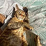 Thaïs participe au concours pour gagner de l'argent avec cette photo : cat, tabby, pet, sunlight, blanket, patterned, paw, fur, relaxed, lying_down, indoor, cozy, human_arm, hair, closeup, animal, resting, daylight, soft_light, companion