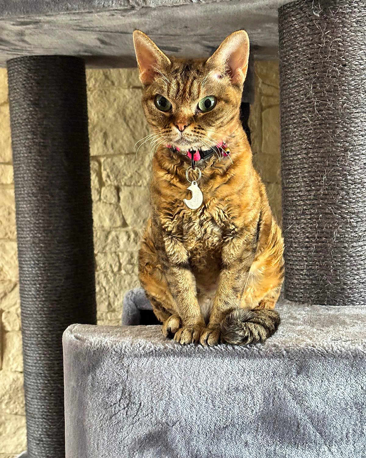 Thaïs a rejoint le concours — aidez-le/la à gagner de superbes lots ! cat, cat_tree, scratching_post, indoor, pet, feline, fur, green_eyes, collar, charm, curly_fur, paws, sitting, stone_wall, carpeted_surface, close_up, animal, cute, whiskers, ears