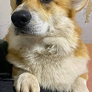 Ubert participe au concours pour gagner de l'argent avec cette photo : dog, corgi, close_up, paw, fur, pet, animal, canine, domestic_animal, portrait, indoor, looking_away, whiskers, ears, nose, muzzle, cute, friendly, furry, resting