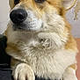 dog, corgi, close_up, paw, fur, pet, animal, canine, domestic_animal, portrait, indoor, looking_away, whiskers, ears, nose, muzzle, cute, friendly, furry, resting