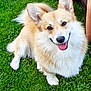 dog, corgi, happy, smiling, grass, outdoor, pet, canine, fluffy, fur, animal, tongue_out, ears, cute, playful, companion, nature, greenery, summer, relaxed