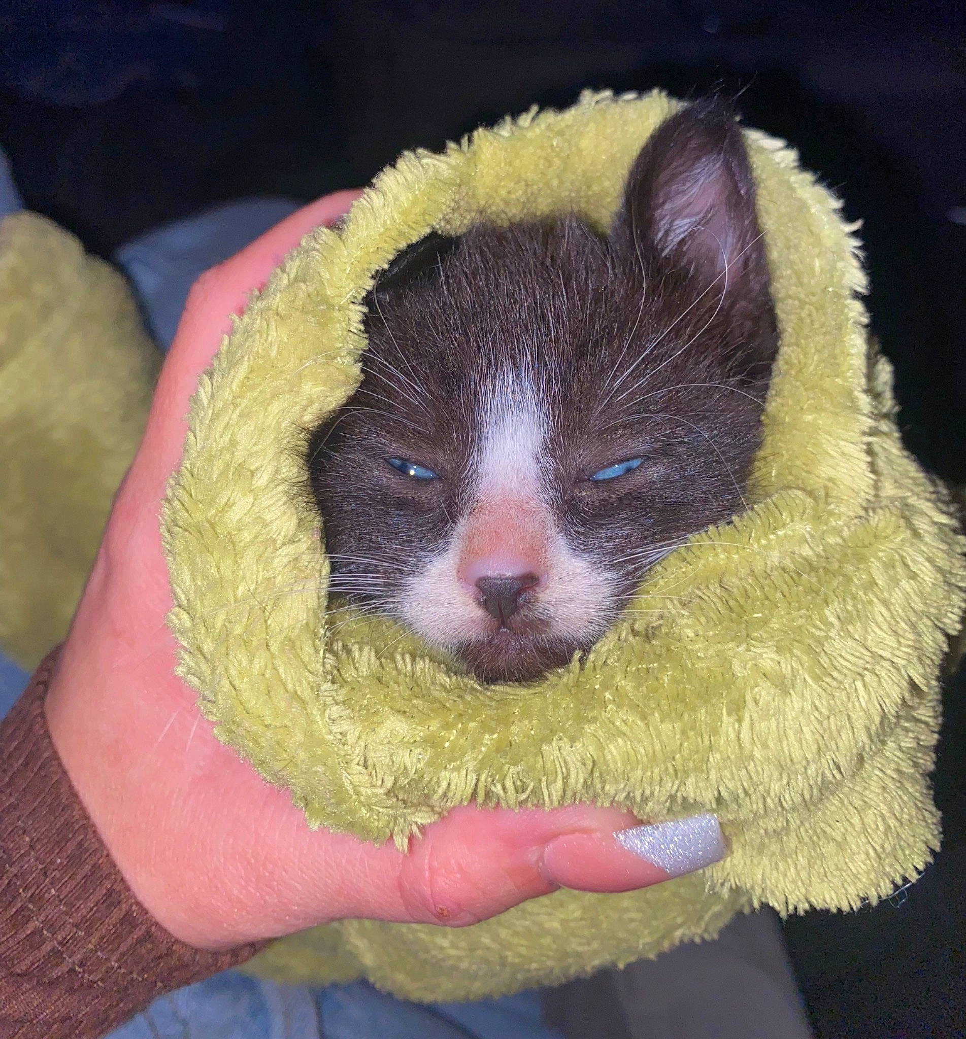 Bojack is registered to the contest to win money with this photo: carnivore, claw, comfort, domestic_short_haired_cat, electric_blue, eye, fawn, felidae, foot, fur, paw, rodent, sleep, small_to_medium_sized_cats, snout, tail, terrestrial_animal, whiskers, wildlife