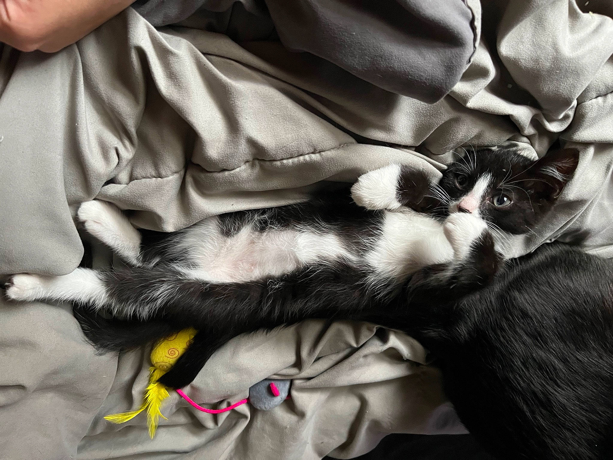 Bojack joined the competition — help win amazing prizes! canidae, carnivore, cat, comfort, companion_dog, dog_breed, domestic_short_haired_cat, ear, felidae, fur, gesture, grey, hand, human_leg, lap, mammal, monochrome, small_to_medium_sized_cats, vertebrate, whiskers