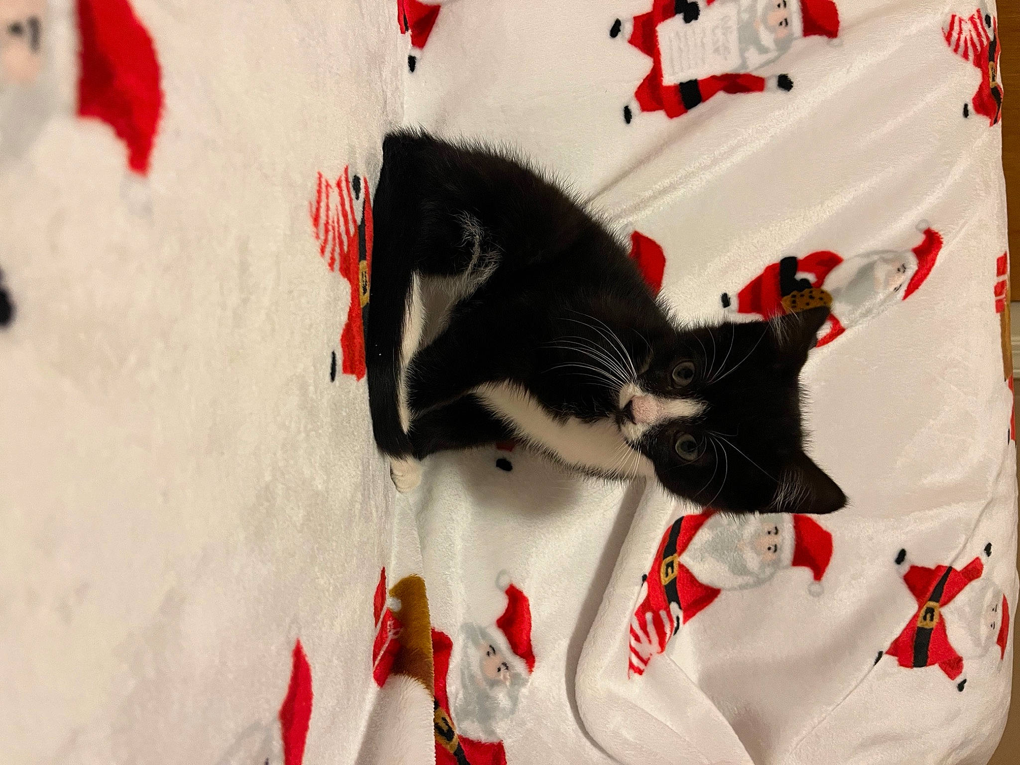 Bojack is registered to the contest to win money with this photo: art, carmine, carnivore, cat, claw, domestic_short_haired_cat, felidae, fur, linens, mammal, pattern, red, sleeve, small_to_medium_sized_cats, snout, tail, textile, tree, whiskers, white