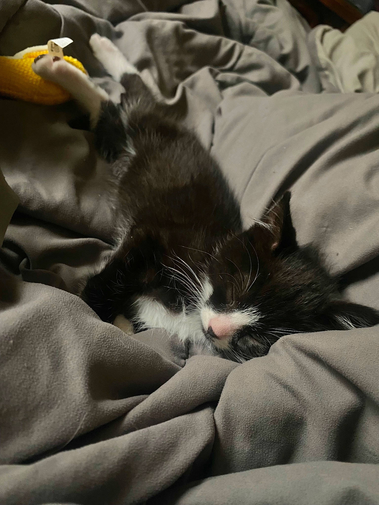 Bojack joined the competition — help win amazing prizes! bed, bedding, black_and_white, carnivore, cat, cloud, comfort, domestic_short_haired_cat, felidae, fur, grey, human_leg, linens, monochrome, monochrome_photography, small_to_medium_sized_cats, style, tail, textile, whiskers