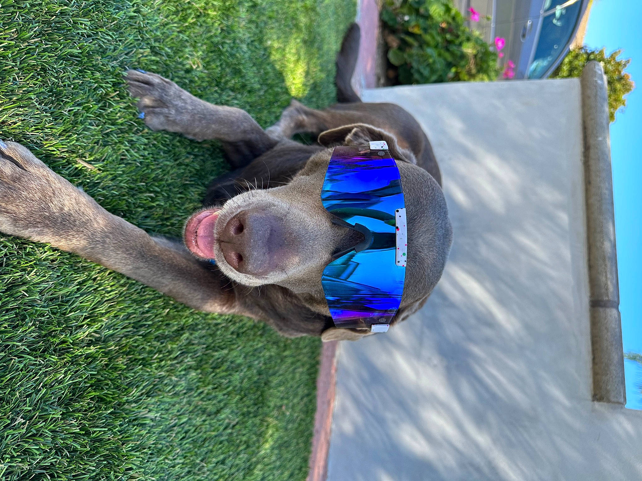 River is registered to the contest to win money with this photo: art, electric_blue, fun, garden, grass, leisure, magenta, plant, sculpture, tree, trunk, wood