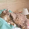 animal, bed, blanket, cat, comfort, cozy, cute, feline, fur, home, household, indoor, lamp, paws, pet, relaxed, resting, sleepy, tabby, whiskers