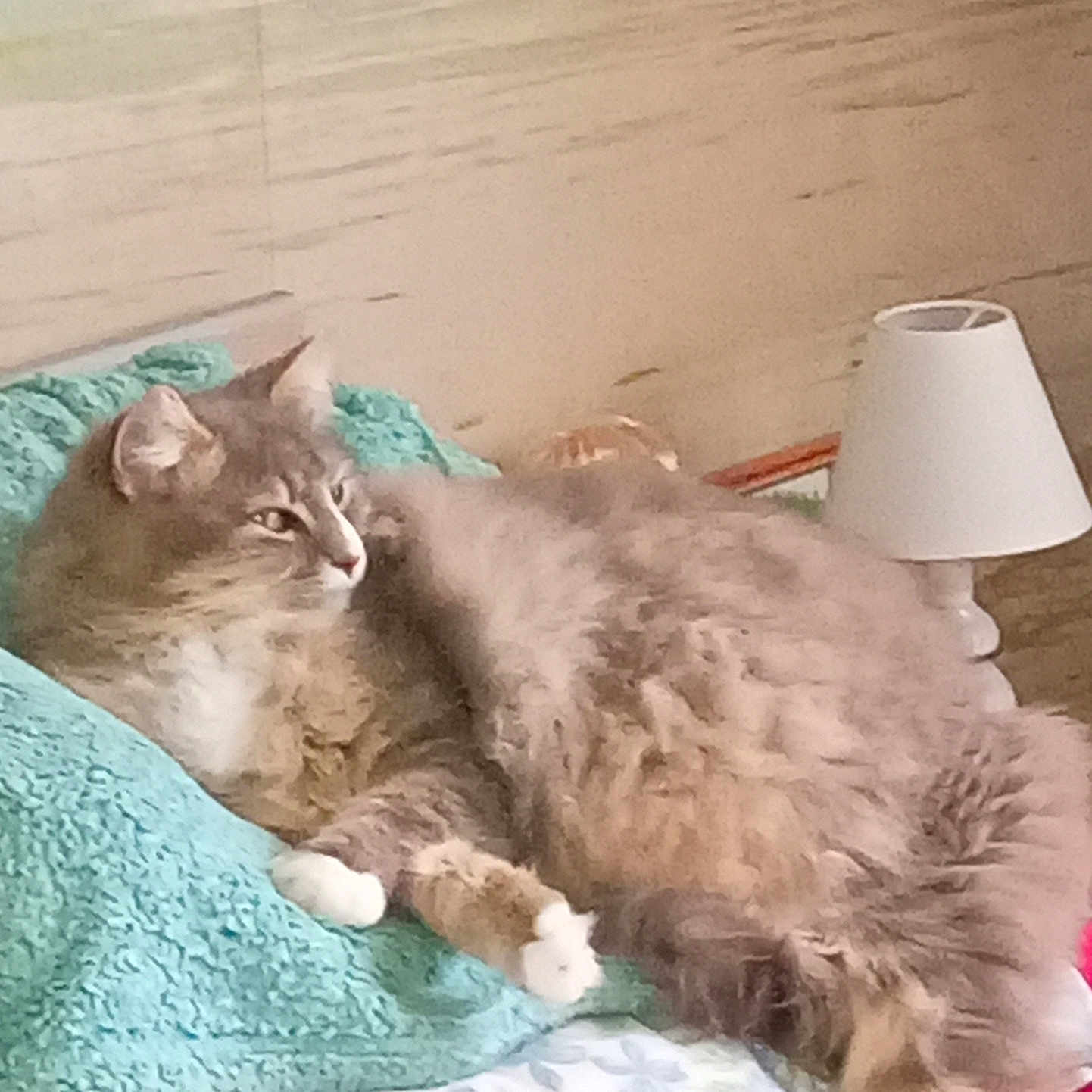 Perle a rejoint le concours — aidez-le/la à gagner de superbes lots ! animal, bed, blanket, cat, comfort, cozy, cute, feline, fur, home, household, indoor, lamp, paws, pet, relaxed, resting, sleepy, tabby, whiskers