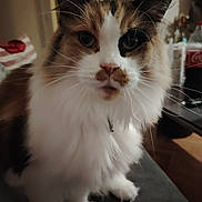 Topaze participe au concours pour gagner de l'argent avec cette photo : cat, calico, fluffy, indoor, pet, whiskers, fur, face, curious, closeup, domestic_animal, animal, feline, soft_light, household, couch, eyes, ears, nose, portrait