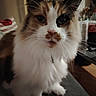 cat, calico, fluffy, indoor, pet, whiskers, fur, face, curious, closeup, domestic_animal, animal, feline, soft_light, household, couch, eyes, ears, nose, portrait