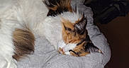 Topaze a rejoint le concours — aidez-le/la à gagner de superbes lots ! cat, calico, sleeping, fluffy, pet, indoor, cozy, blanket, fur, resting, animal, cute, mammal, whiskers, paw, domestic, feline, relaxing, soft, nap