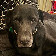 Jed is registered to the contest to win money with this photo: dog, black_dog, pet, canine, indoor, quilted_blanket, sequin_fabric, close_up, resting, collar, animal, domestic_animal, fur, face, snout, ears, eyes, comfortable, couch, home