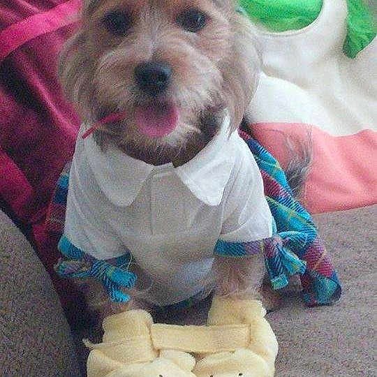 Coco Bear