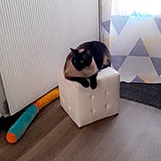 Miline participe au concours pour gagner de l'argent avec cette photo : animal, cat, colorful, corner, cozy, cube, curtain, cushion, domestic, floor, furniture, indoor, light, pet, radiator, resting, shadow, siamese_cat, toy, window